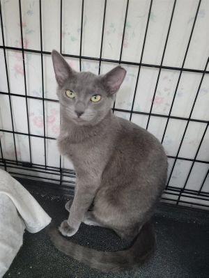 Pepper