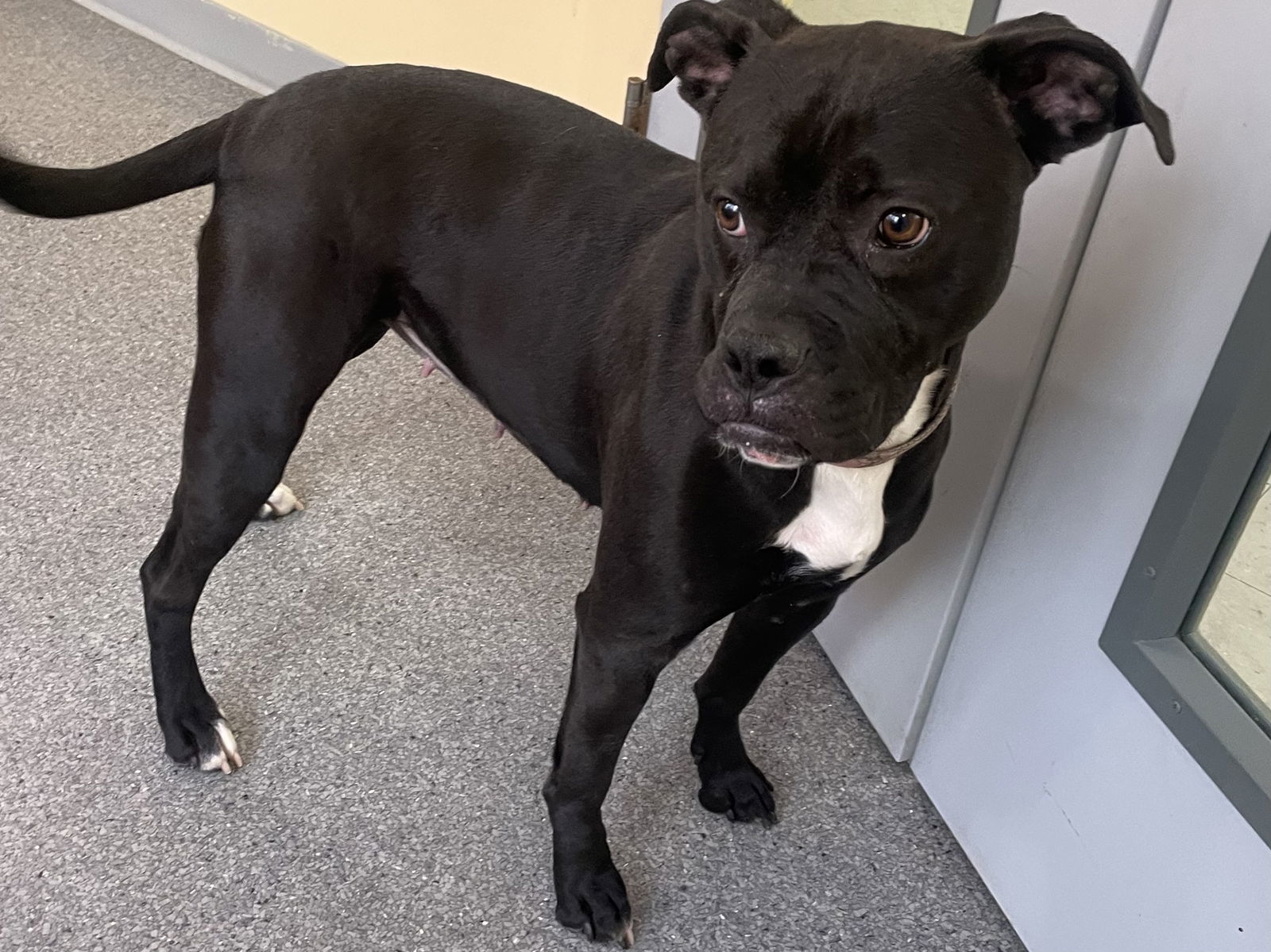 Mable, an adoptable Boxer, Pit Bull Terrier in Covington, VA, 24426 | Photo Image 1