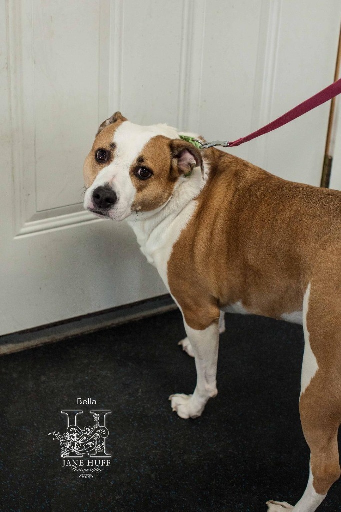 Bella, an adoptable Mixed Breed in Crandon, WI, 54520 | Photo Image 1