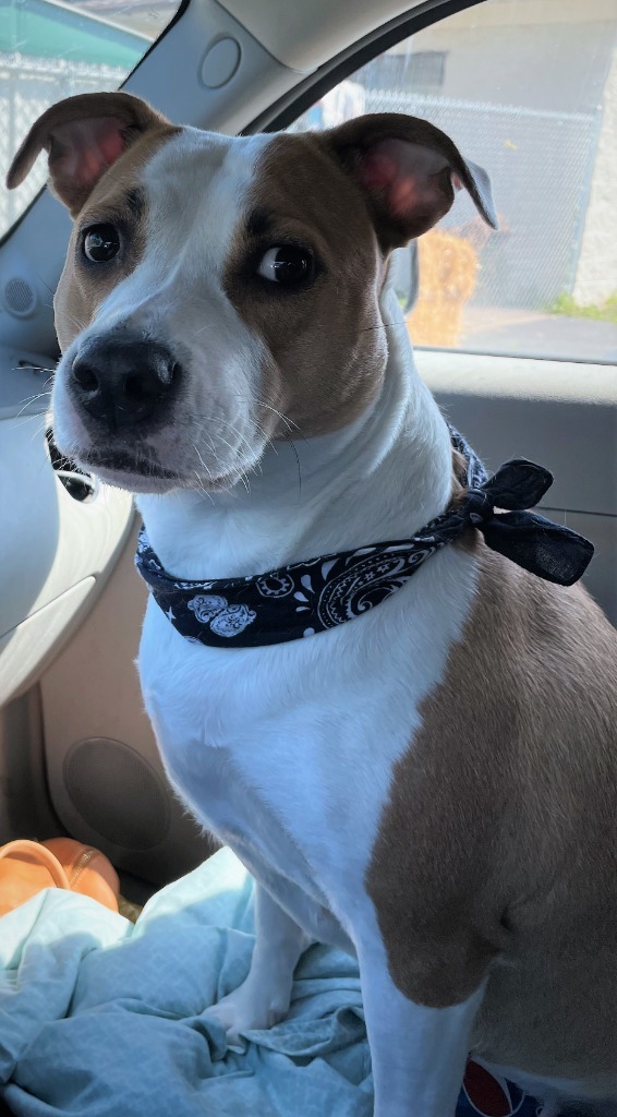 Bella, an adoptable Staffordshire Bull Terrier, Mixed Breed in Crandon, WI, 54520 | Photo Image 2