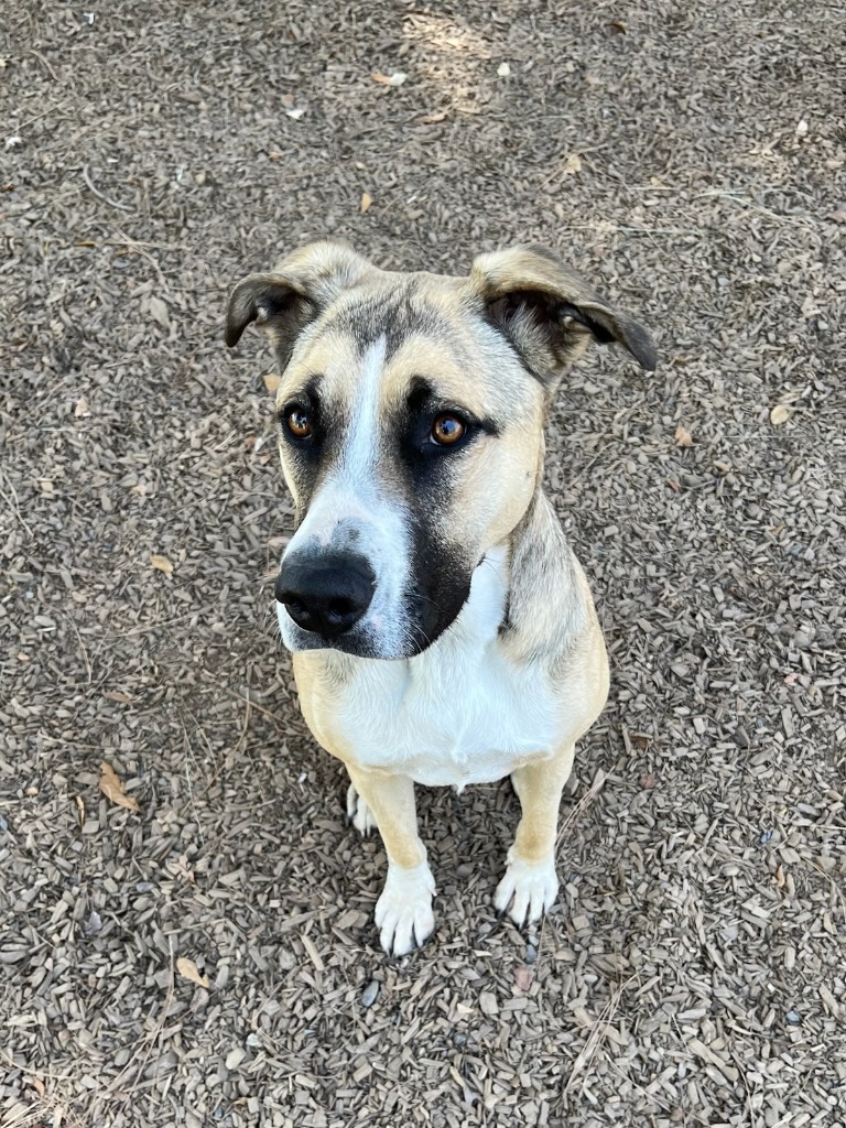Fiona, an adoptable Boxer, German Shepherd Dog in Lemoore, CA, 93245 | Photo Image 2