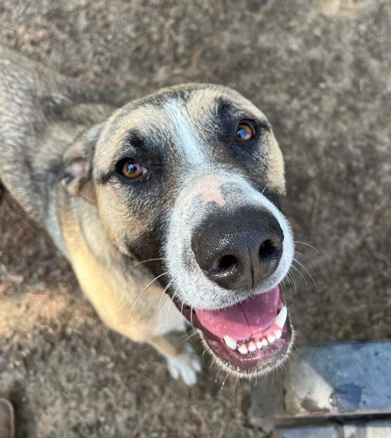 Fiona, an adoptable Boxer, German Shepherd Dog in Lemoore, CA, 93245 | Photo Image 3