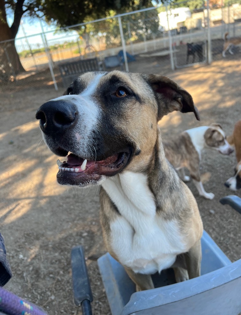 Fiona, an adoptable Boxer, German Shepherd Dog in Lemoore, CA, 93245 | Photo Image 3