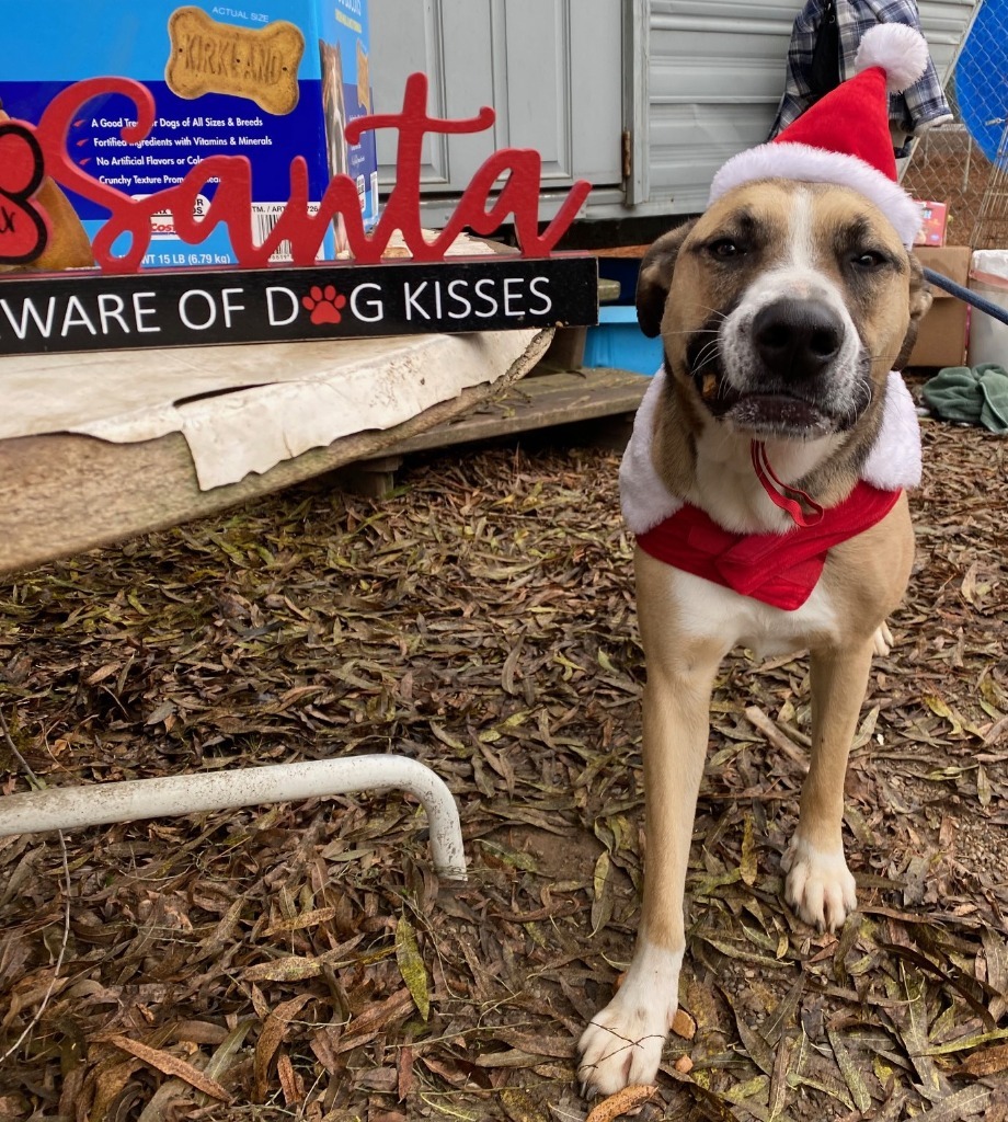 Fiona, an adoptable Boxer, German Shepherd Dog in Lemoore, CA, 93245 | Photo Image 4