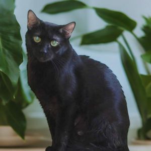 Ebony, Adult Female unknown