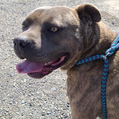 Dalton, an adoptable Pit Bull Terrier, Mixed Breed in Benton City, WA, 99320 | Photo Image 5