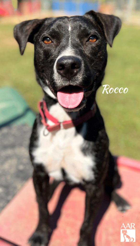 Rocco 2