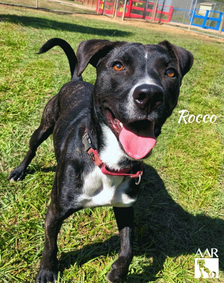 Rocco 5