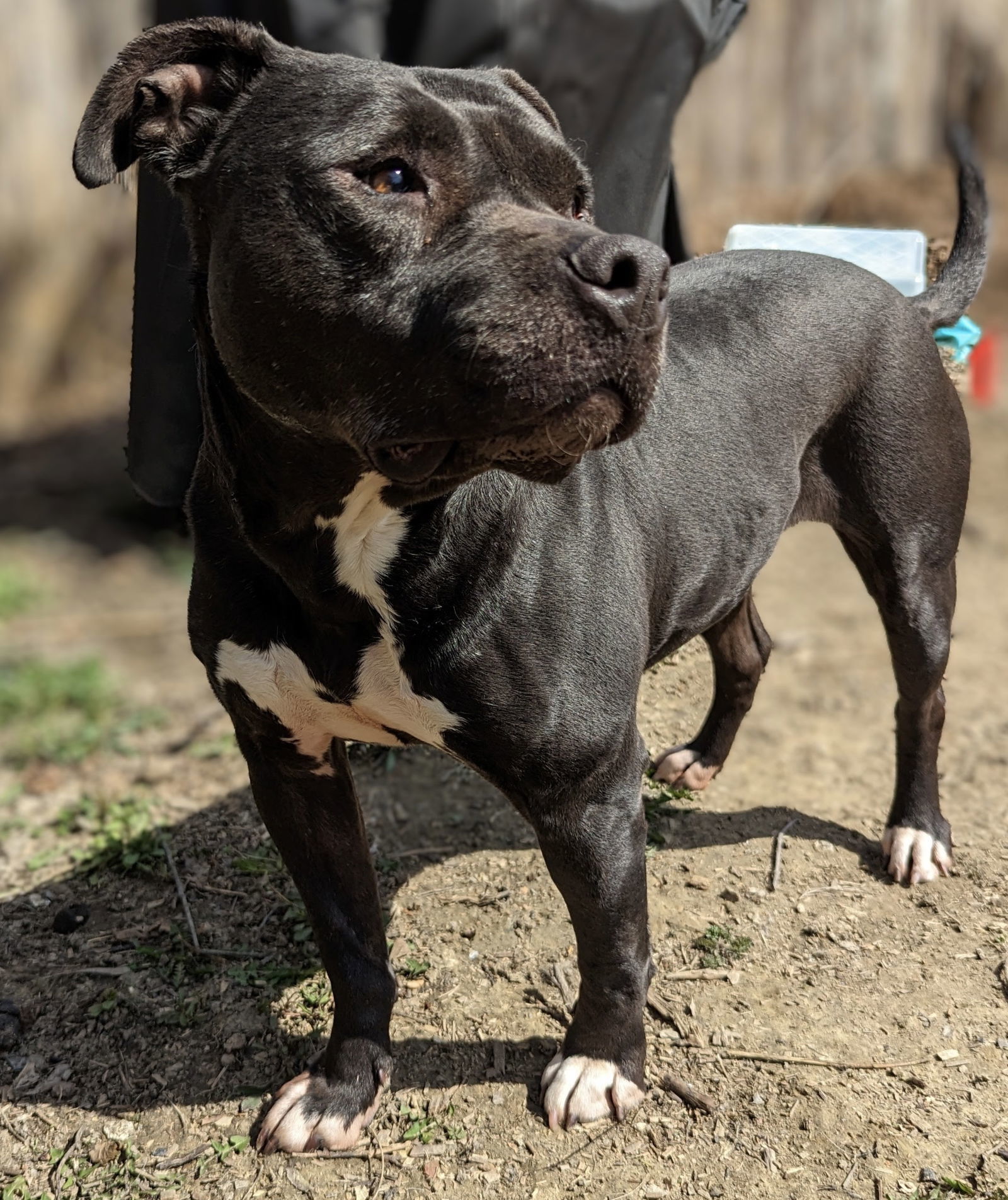 Daya - Vq Litter, an adoptable Pit Bull Terrier in Livonia, MI, 48151 | Photo Image 1