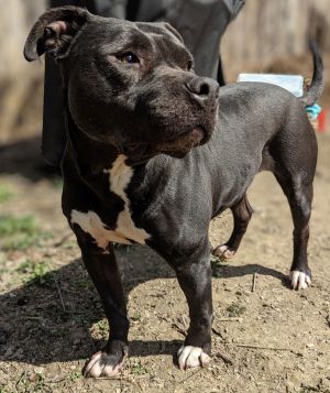 Daya - Vq Litter, Adult Female Pit Bull Terrier