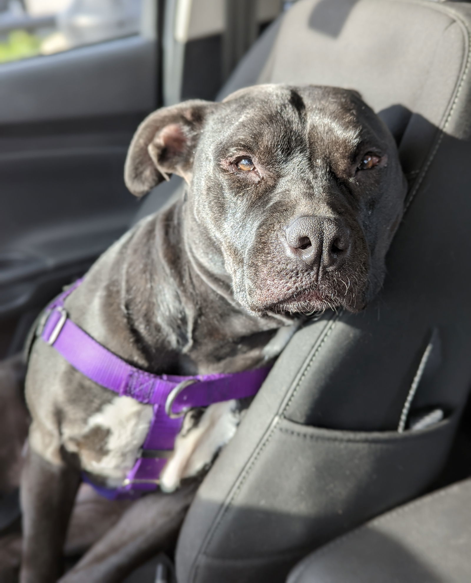 Daya - Vq Litter, an adoptable Pit Bull Terrier in Livonia, MI, 48151 | Photo Image 2