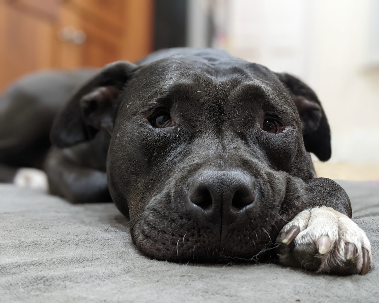 Daya - Vq Litter, an adoptable Pit Bull Terrier in Livonia, MI, 48151 | Photo Image 3