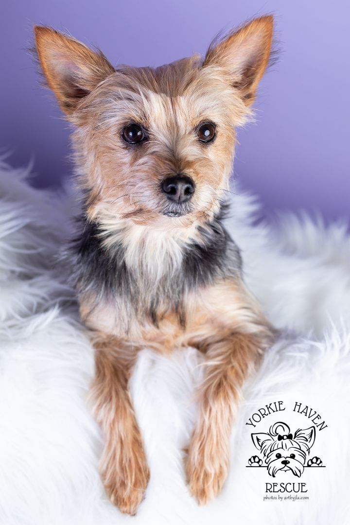 Yorkie discount haven rescue