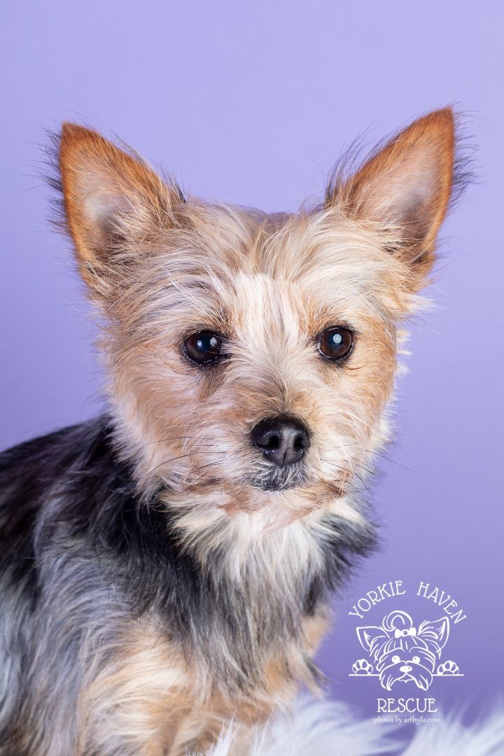 Yorkie best sale haven rescue