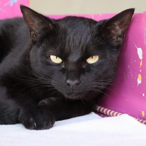 Chickaletta, an adoptable Domestic Short Hair in Tucson, AZ, 85711 | Photo Image 1