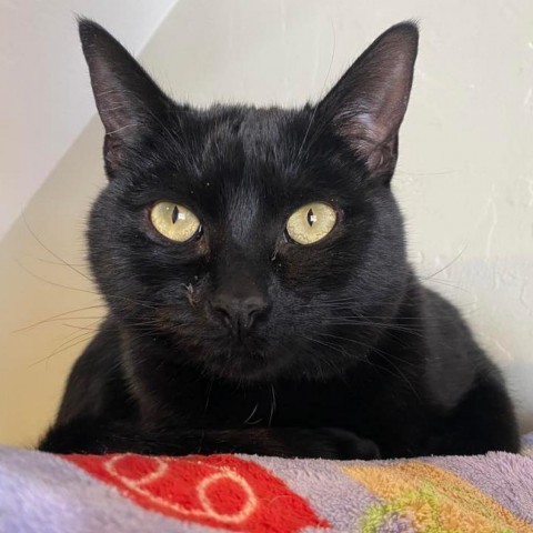 Chickaletta, an adoptable Domestic Short Hair in Tucson, AZ, 85711 | Photo Image 2