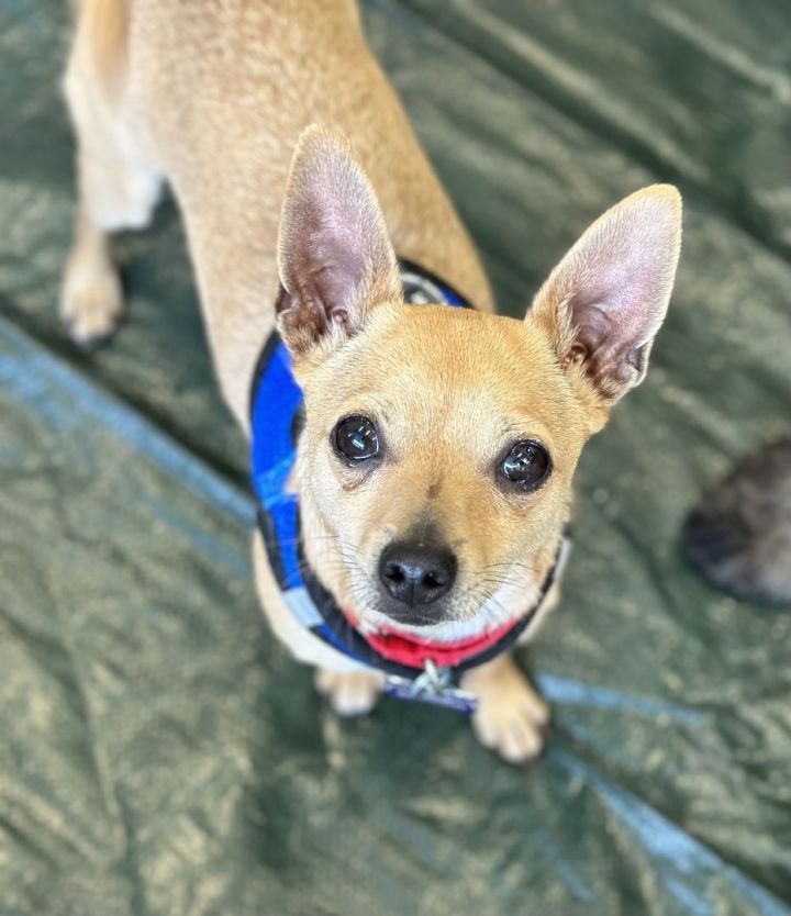Neem-O, an adoptable Chihuahua in Los Alamitos, CA_image-3