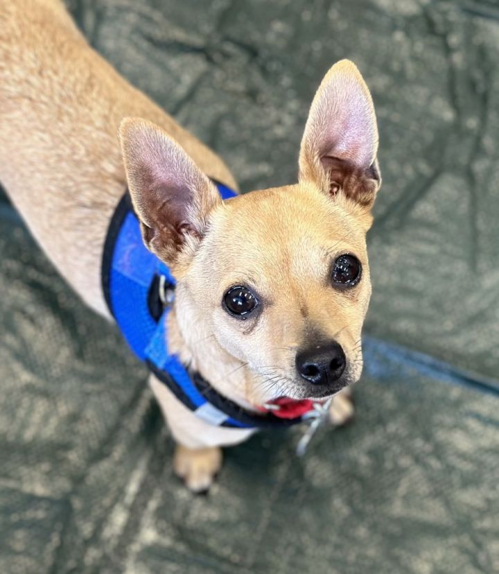 Neem-O, an adoptable Chihuahua in Los Alamitos, CA_image-4