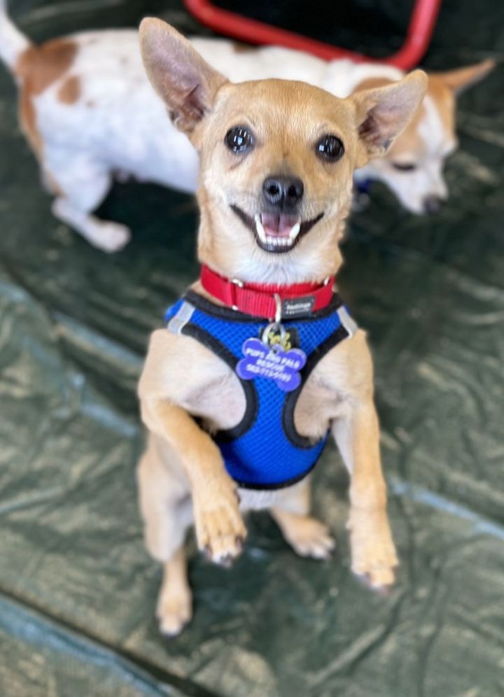 Neem-O, an adoptable Chihuahua in Los Alamitos, CA_image-5
