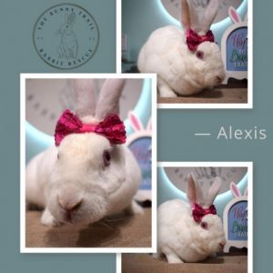 Alexis, Adult Female unknown