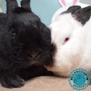Ebony &amp; Ivory (Bonded), Adult Female unknown