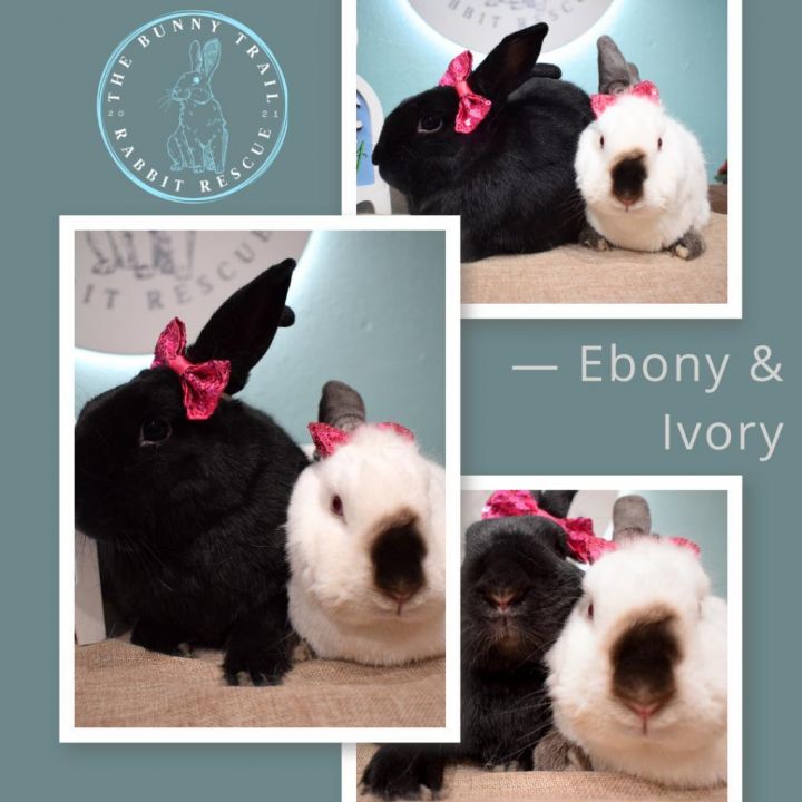 Ebony & Ivory (Bonded) 2