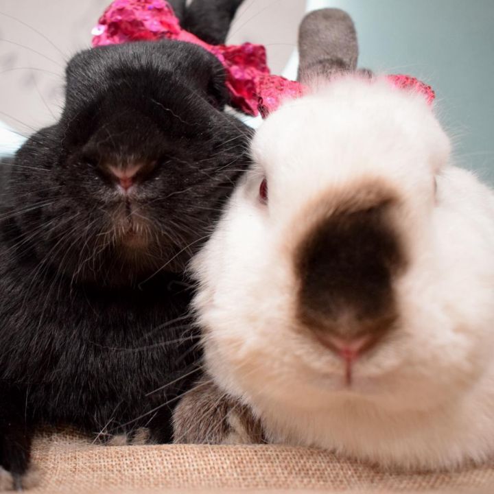 Ebony & Ivory (Bonded) 4