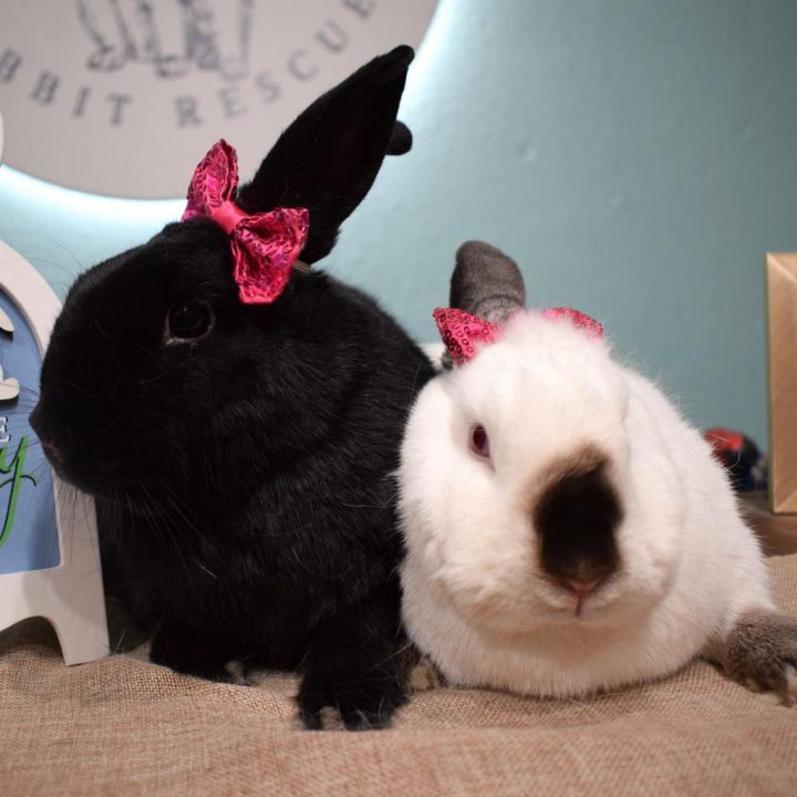 Ebony & Ivory (Bonded) 5