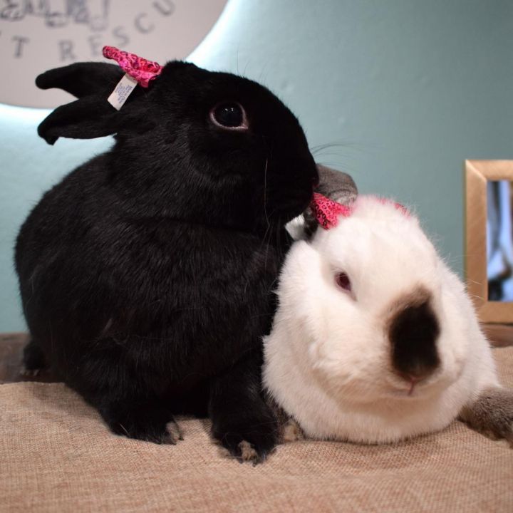 Ebony & Ivory (Bonded) 6