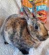 Cheeto photo 2