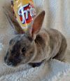 Frito photo 3