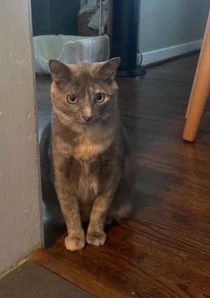 Cookie, Adult Female Domestic Short Hair