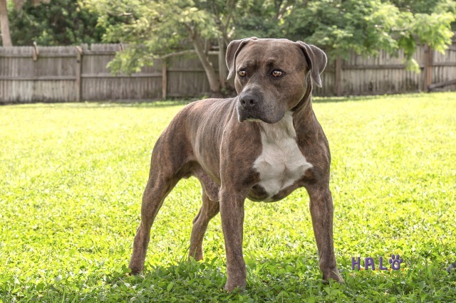Major, an adoptable Pit Bull Terrier in Sebastian, FL, 32958 | Photo Image 2