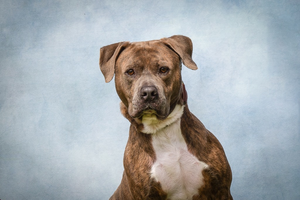 Major, an adoptable Pit Bull Terrier in Sebastian, FL, 32958 | Photo Image 3