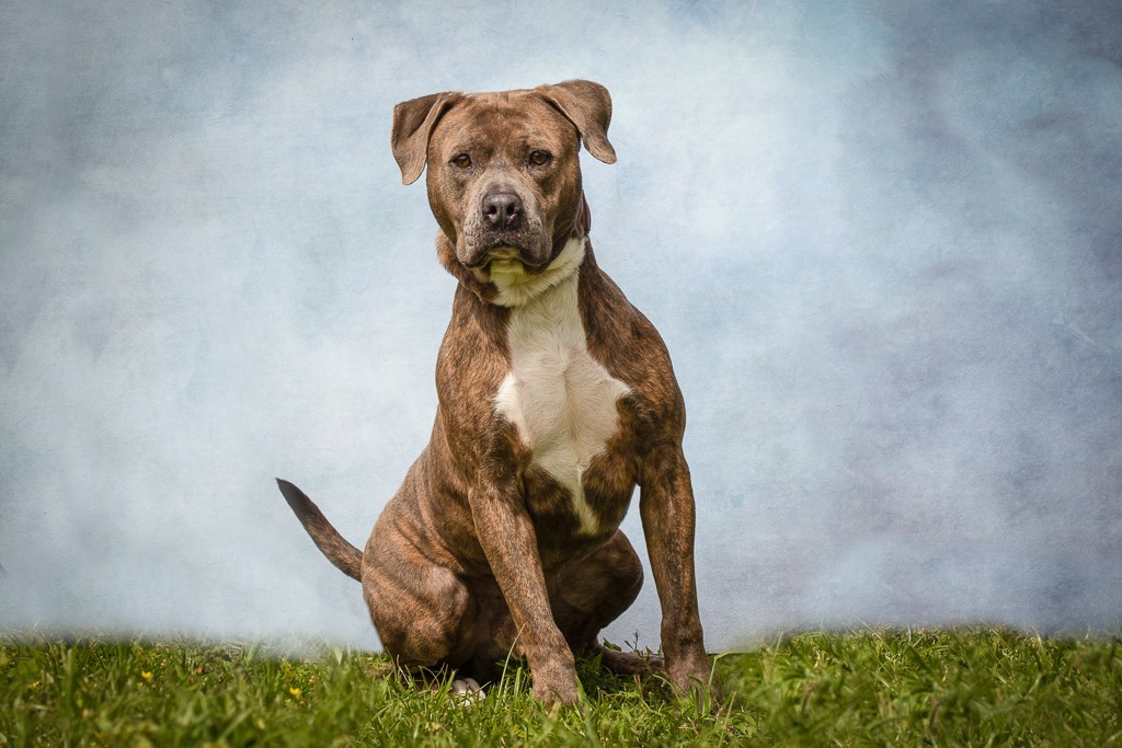 Major, an adoptable Pit Bull Terrier in Sebastian, FL, 32958 | Photo Image 4