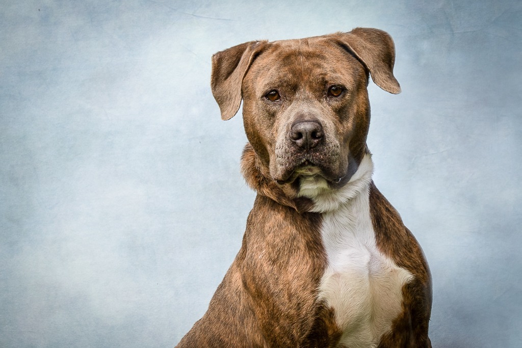 Major, an adoptable Pit Bull Terrier in Sebastian, FL, 32958 | Photo Image 5