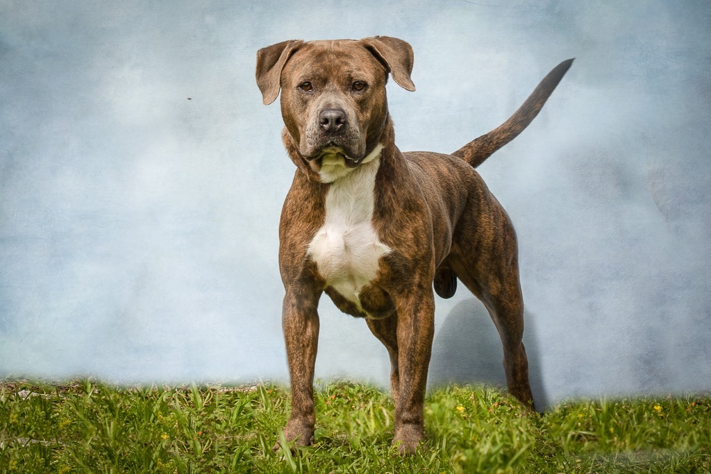 Major, an adoptable Pit Bull Terrier in Sebastian, FL, 32958 | Photo Image 6