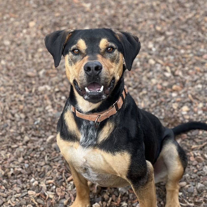 Ralphie, an adoptable Rottweiler in Cottonwood, AZ, 86326 | Photo Image 1