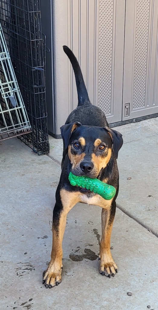 Ralphie, an adoptable Rottweiler in Cottonwood, AZ, 86326 | Photo Image 2