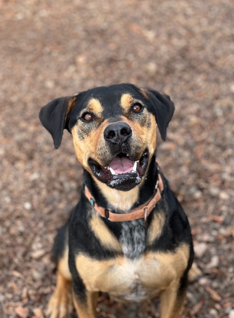 Ralphie, an adoptable Rottweiler in Cottonwood, AZ, 86326 | Photo Image 3