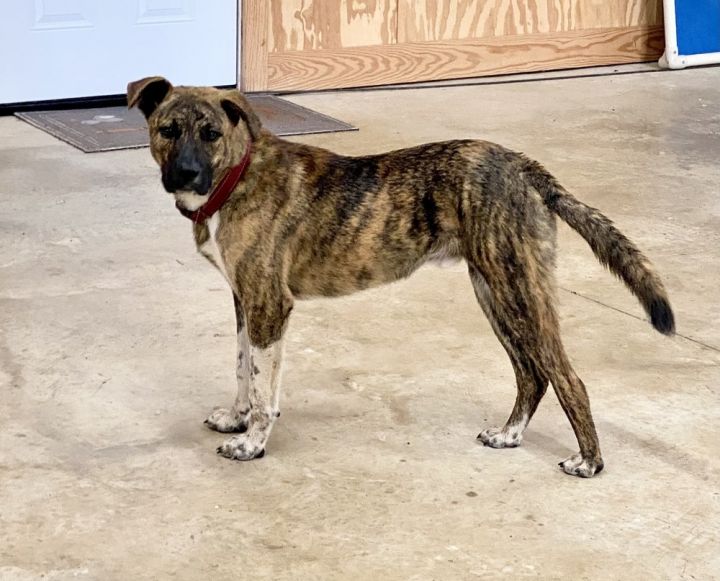 Plott hound best sale cur mix