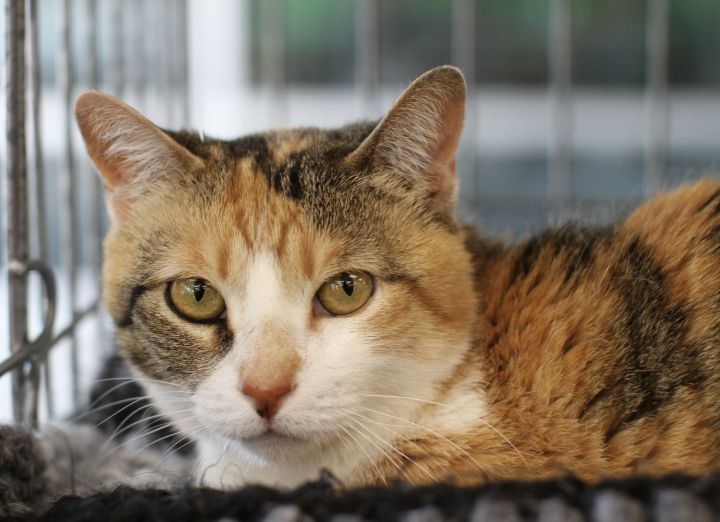 Cat for adoption Sweetums a Calico Domestic Short Hair Mix in