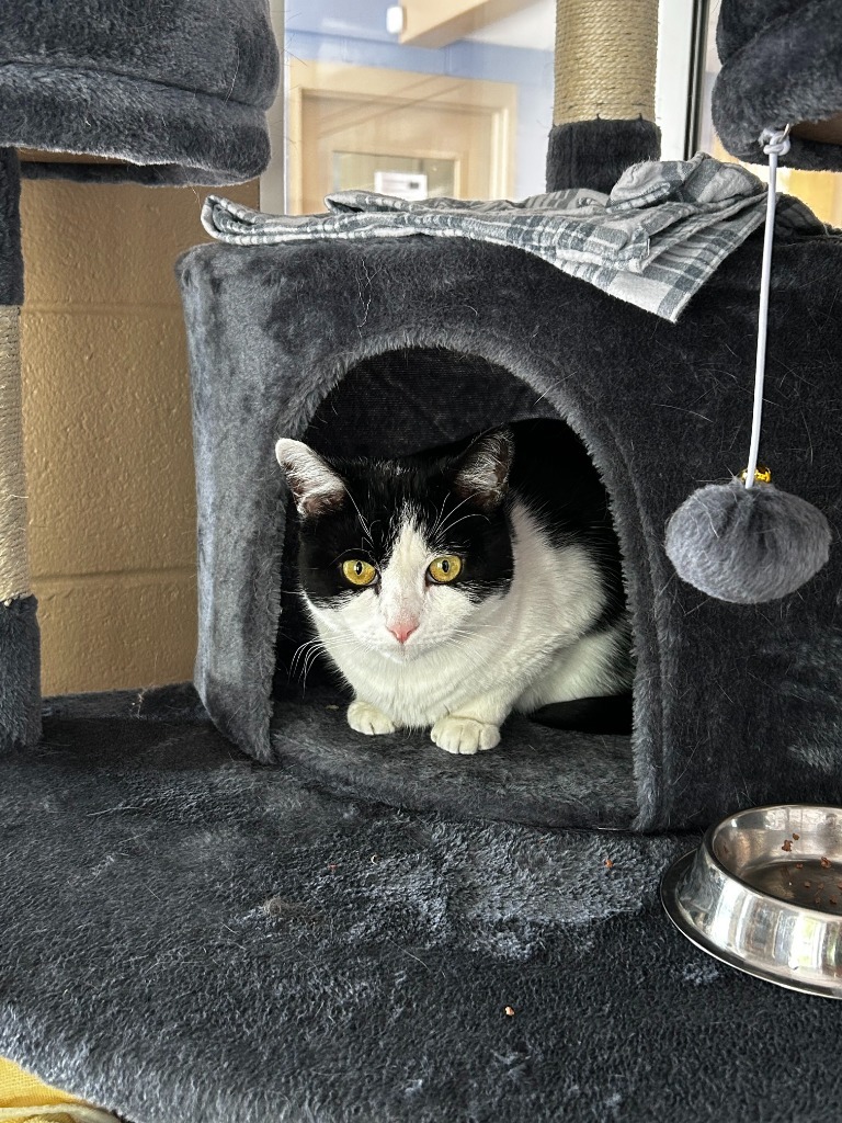 Sloan, an adoptable Domestic Short Hair in Liverpool, NY, 13088 | Photo Image 1