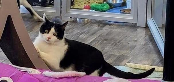Sloan, an adoptable Domestic Short Hair in Liverpool, NY, 13088 | Photo Image 4