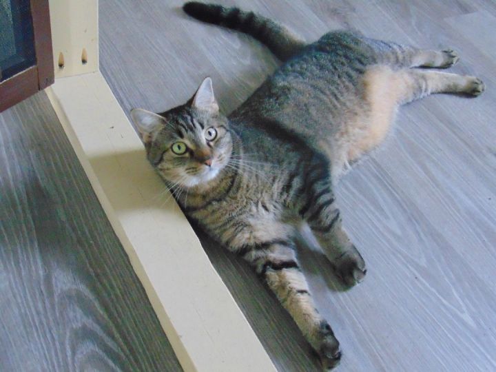 Ollie 4