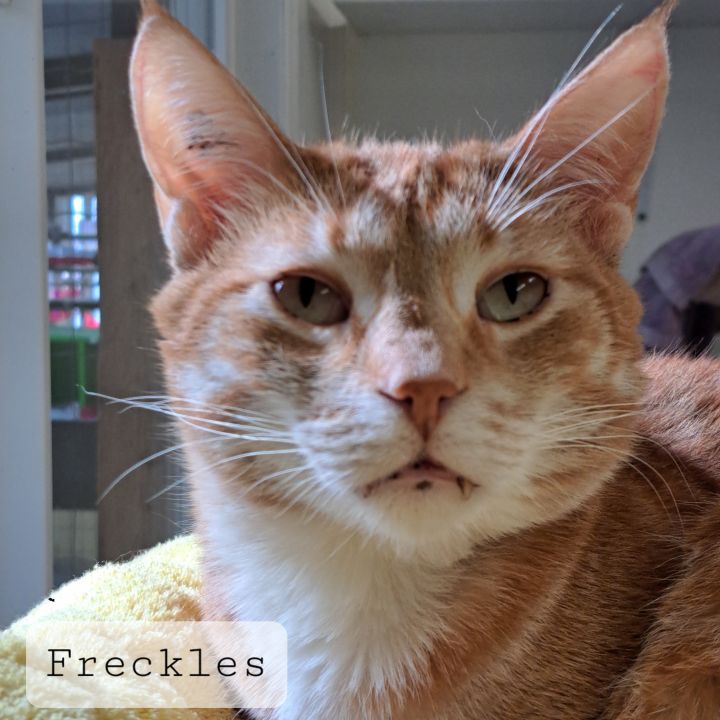 Freckles 1