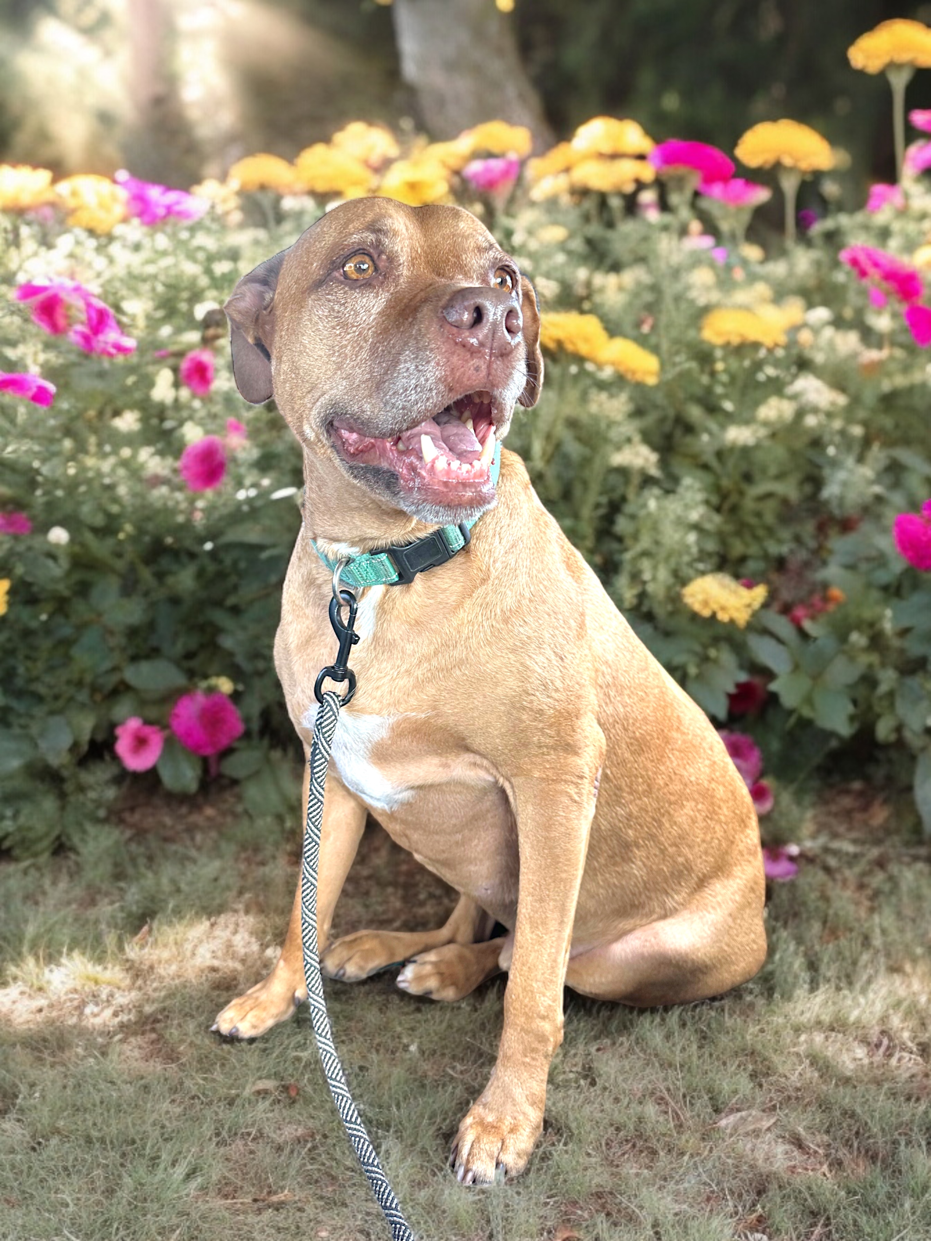 Yuji (LONGEST RESIDENT), an adoptable American Staffordshire Terrier, Labrador Retriever in Tracy, CA, 95304 | Photo Image 1