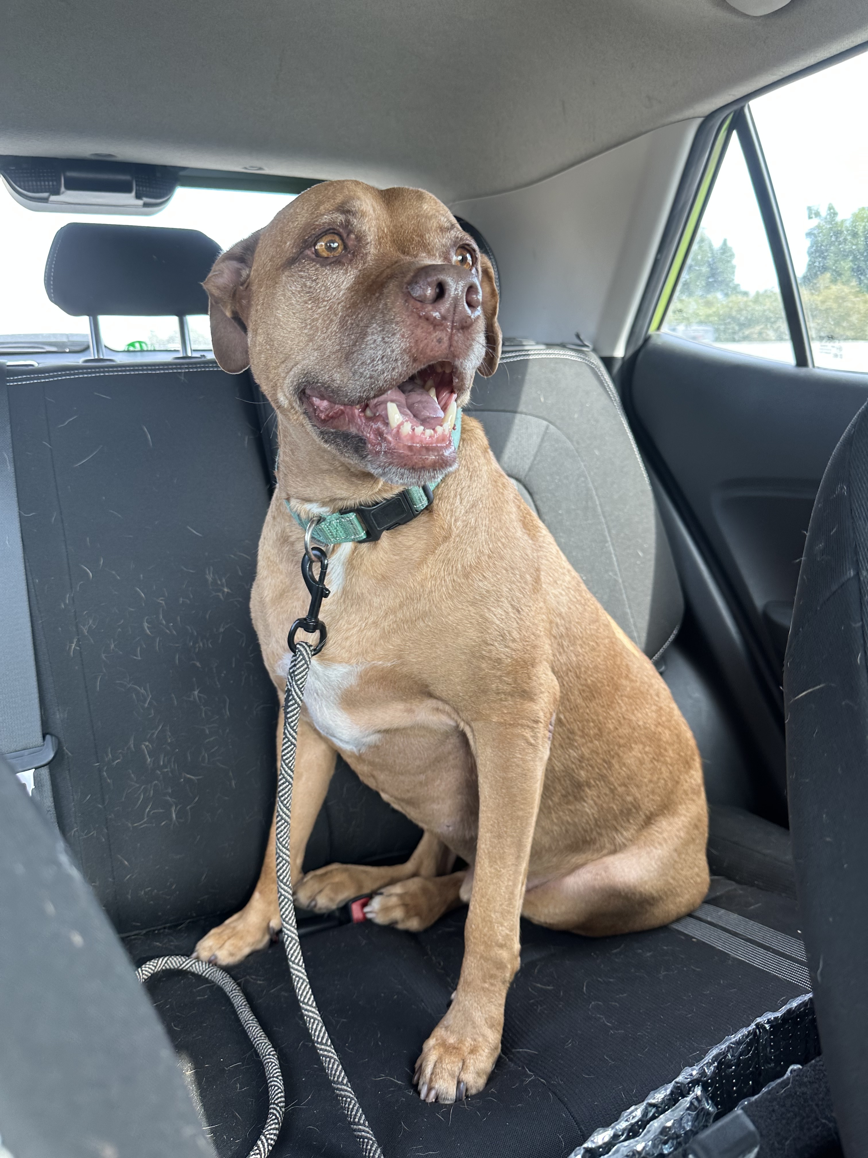 Yuji (LONGEST RESIDENT), an adoptable American Staffordshire Terrier, Labrador Retriever in Tracy, CA, 95304 | Photo Image 2