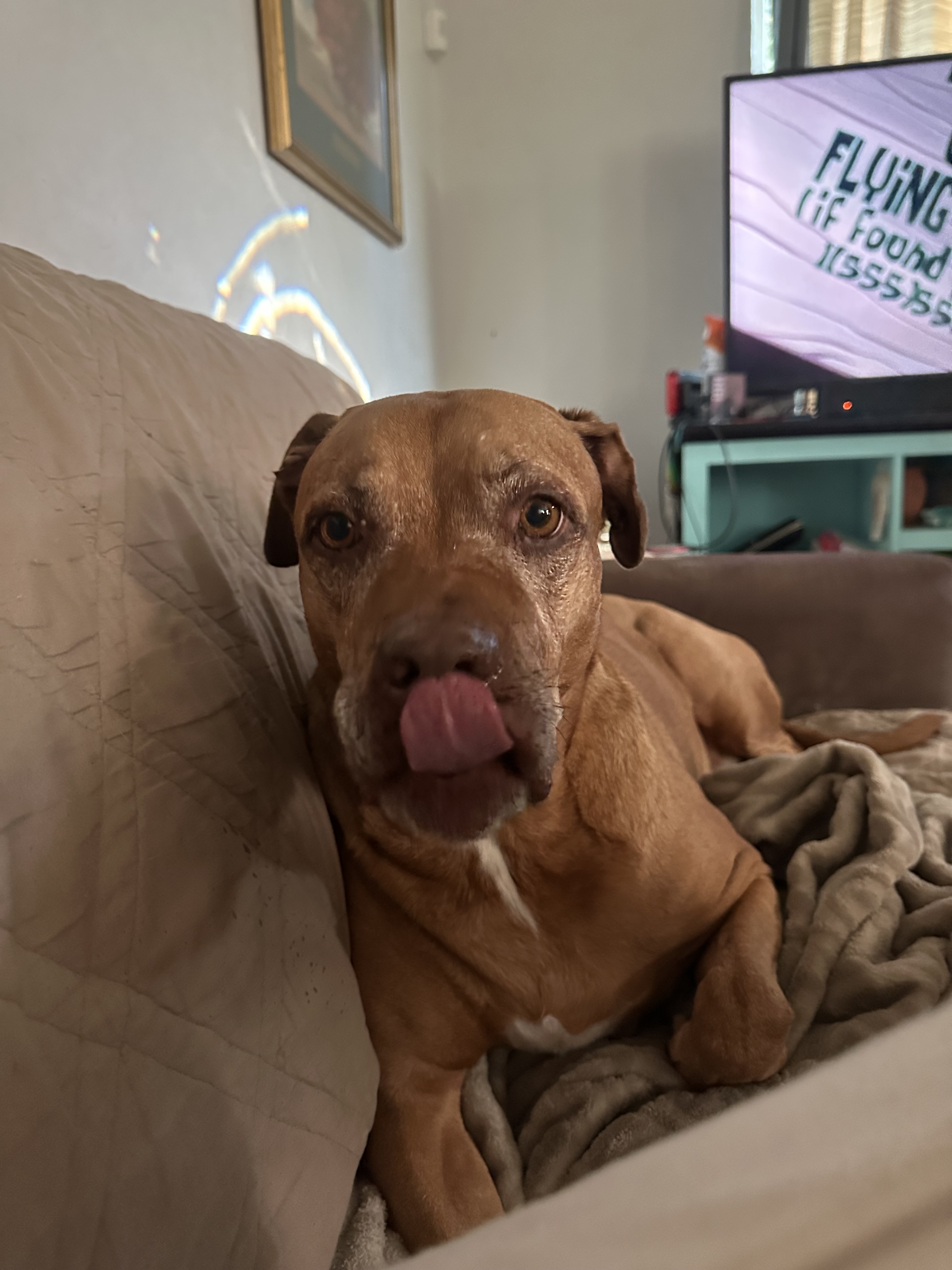 Yuji (LONGEST RESIDENT), an adoptable American Staffordshire Terrier, Labrador Retriever in Tracy, CA, 95304 | Photo Image 6