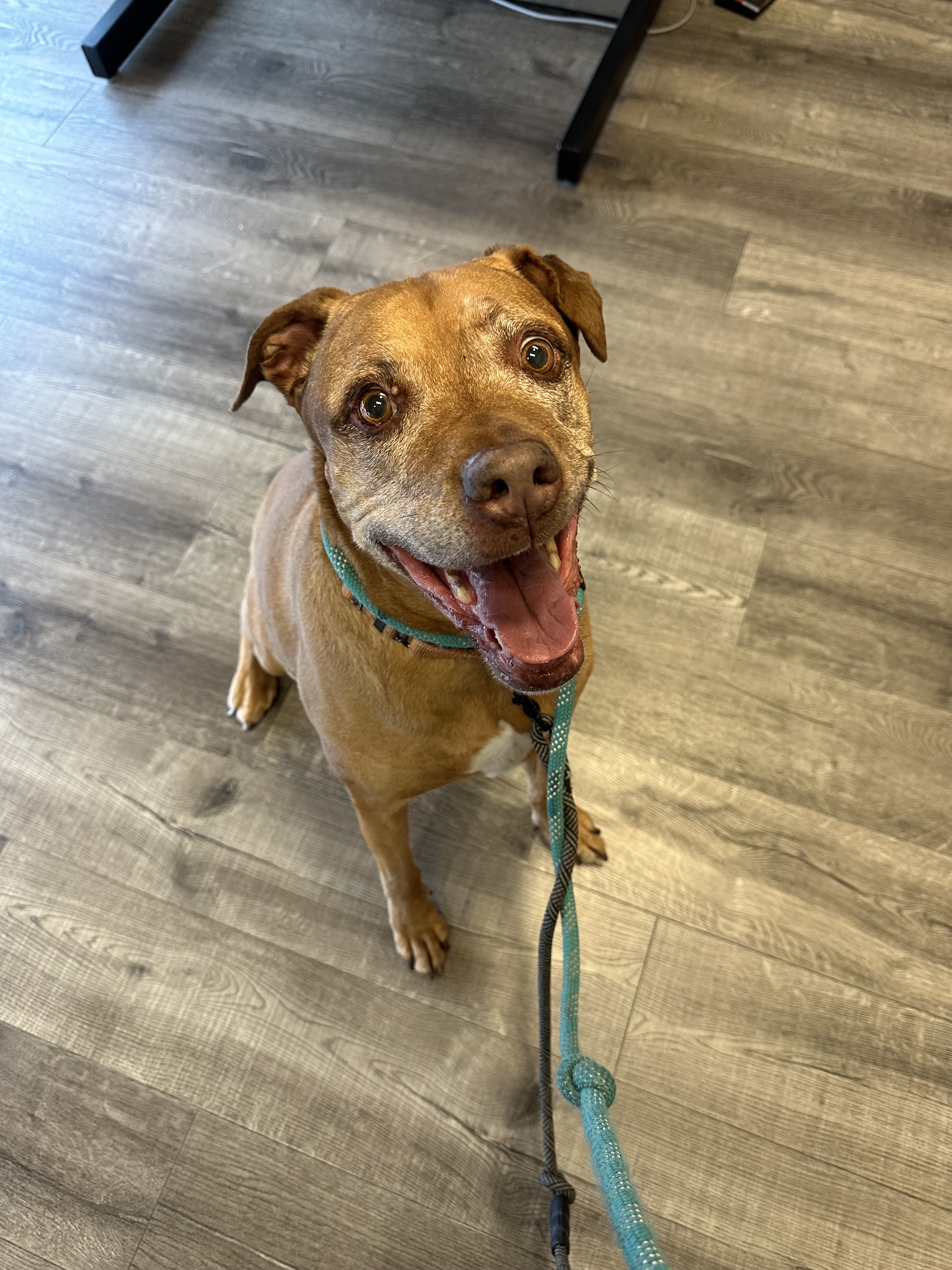Yuji (LONGEST RESIDENT), an adoptable American Staffordshire Terrier, Labrador Retriever in Tracy, CA, 95304 | Photo Image 6